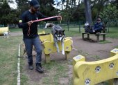 Los servicios para las mascotas se diversifican en la capital.