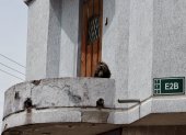 Lupo fue rescatado por la Unidad de Bienestar Animal tras vivir confinado en un balcón sin protección climática en el sur de Quito.