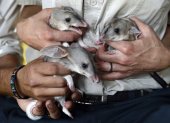 Tres crías de bandicuts son presentados en el Dreamworld en Queensland (Australia).