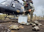 Personal técnico reintroduce a los ejemplares en la isla Isabela.