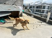 En muchos hogares, perros permanecen encadenados en espacios reducidos; es una infracción muy grave, sancionada con diez salarios básicos.