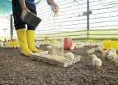 Desde la avicultura se generan más de 300000 empleos; representan como sector el 4%del PIB nacional y el 24% del PIB agrícola