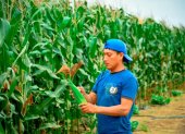 Agricultores de Ecuador temen perder competitividad por maíz subsidiado de EE. UU.