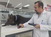 El simulador robótico K9 permite a los estudiantes de Medicina Veterinaria de la Universidad Ecotec practicar procedimientos clínicos y emergencias médicas en un entorno seguro