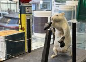 Una rata disecada en posición de combate en un ring en el escaparate de una tienda del centro de París.