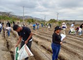 Un proyecto de investigación agronómica integra mejoradores de suelo y fertilización complementaria para optimizar la productividad de cultivos estratégicos como maíz, arroz y soya en la costa ecuatoriana.