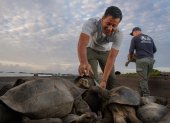 Juveniles de tortuga gigante regresan a Floreana tras más de un siglo de ausencia.