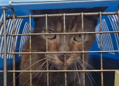 Diamante fue hallado con vida después de permanecer atrapado entre los escombros del Multicomercio durante un mes.