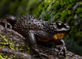 Ambientalistas alertan que la obra amenaza el río Guambaine, único lugar donde sobrevive esta especie en peligro de extinción.