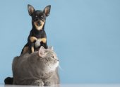 El Municipio de Guayaquil ofrece el servicio gratuito de esterilización, atención veterinaria y desparasitación de perros y gatos.