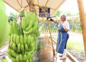 El proceso de alistar un racimo de banano para ser exportado.