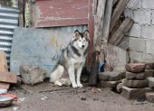 La Unidad de Bienestar Animal intervino en San Bartolo luego de la denuncia por abandono de cachorros en un parque de Quito.