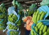 El banano es uno de los principales productos de exportación de Ecuador.