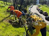 Megaminga. Personal municipal y ciudadanos intervinieron las quebradas, laderas y áreas reforestadas de Quito.