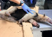 El oso hormiguero llegó malherido al centro veterinario.