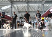 Integrantes de la Guardia Nacional caminan junto a perros del 'Escuadrón Canino' este lunes, en el Aeropuerto Internacional Felipe Ángeles (AIFA) en Santa Lucía (México).