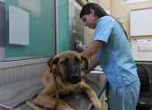 Consulta previa a la cirugía. La doctora Shirley Moreno atendió a 'Valentín', en el CAMI de Fertisa, el martes. Vacunación y esterilización de mascotas en el Cami de Fertisa, 11 de marzo del 2014. Guayaquil-Ecuador. Amelia Andrade /Expreso.