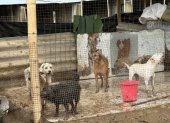 El refugio solicita ayuda urgente: alimentos, agua potable y un terreno seguro para trasladar a los 87 perros. Uno adicional, Peluche, permanece aún desaparecido.