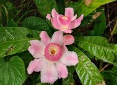 El mebrillo Gustavia angustifolia, planta endémica de la costa de Ecuador, es parte de la lista actualizada internacional de la familia Lecythidaceae, que se desarrolla en Londres.