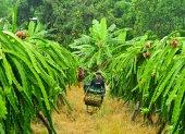 Guayas. Cosechadores de pitahaya laboran durante uno de los picos de producción del cultivo; la provincia concentra el 12 % de la producción nacional de pitahaya roja.