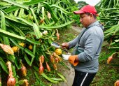 El cantón Palora de la provincia de Morona Santiago destaca por su producción de pitahaya amarilla para exportación.