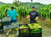 Guayas concentra el 12 % de la producción nacional de pitahaya roja
