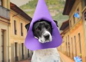 Perritos disfrazados de cucuruchos buscan adopción en Quito