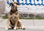 Max, un perrito comunitario, acompañó por años a los estudiantes de la Escuela Politécnica Nacional, en Quito.