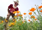 El residente de Altadena, René Amy, inspecciona las amapolas de California que crecen en el terreno donde se encontraba su antigua casa el 30 de marzo de 2026.