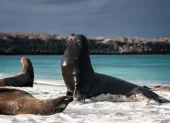 El control migratorio en aeropuertos regula el ingreso de ecuatorianos a Galápagos.