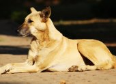 Referencial. Los perros comunitarios viven en la Facultad de Filosofía, Letras y Ciencias de la Educación.