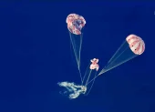 Captura de imagen de una transmisión de la NASA de la capsula Orión, con los tripulantes de Artemis II, luego de amerizar en el Pacífico.