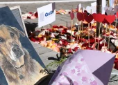 Memorial de Max en El Ejido recuerda al perro comunitario que marcó a Quito durante más de 15 años.