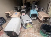 Animales rescatados permanecen en transportadoras tras la intervención en Los Vergeles.