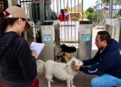 La presencia de los perros comunitarios se remonta a 2016, pero creció de forma visible durante la pandemia, en 2020.