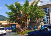 La poda de los árboles se registró en la avenida Adolfo Alvear Ordóñez, vía principal de la ciudadela Miraflores, en el norte de Guayaquil.