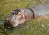 La especie es considerada invasora y ha causado daños ambientales en Colombia.