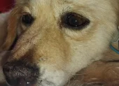 Un perro fue hallado colgado y con graves heridas en Jatumpungo, valle de Los Chillos. Organizaciones denuncian que fue utilizado para entrenar canes de pelea.