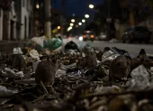 Hay un promedio de 50 millones de ratas en la ciudad.