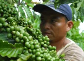 El sector cafetero ecuatoriano produce apenas 200.000 sacos al año, menos de lo que el país consume.