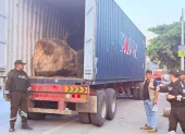 Los troncos eran transportados en un camión.