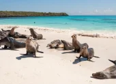 Islas Galápagos, uno de los ecosistemas más biodiversos del planeta, bajo protección de Ecuador..