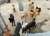 18 perros fueron encontrados en condiciones críticas dentro de una vivienda en el norte de Quito.