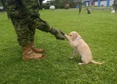 Los perros son entrenados diariamente en el escuadrón 'Patitas Callejeras', donde aprenden a confiar nuevamente en las personas.