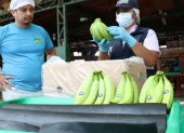 Trabajadores hacen control de calidad del banano de exportación.