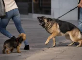 Un perro sin bozal reacciona de forma agresiva en un espacio público, evidenciando los riesgos de la falta de control por parte de su dueño.
