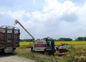 Hasta ahora, cerca de 7.000 productores se han inscrito en el programa de compra de arroz en cáscara.