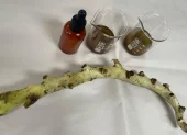 a riqueza fitoquímica de la calaguala, que incluye flavonoides y compuestos fenólicos, abre nuevas posibilidades en el cuidado de la piel.