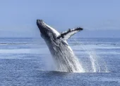 Estos gigantes marinos recorren más de 7.000 kilómetros desde la Península Antártica hasta las cálidas aguas ecuatorianas.