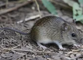 Este roedor es el responsable de la transmisión del hantavirus, relacionado con su excreción.